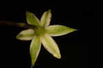 Fringed yellow star-grass